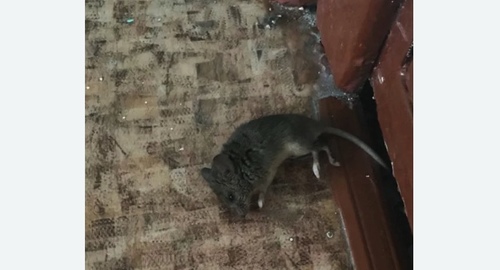 Дезинфекция от мышей в Бескудниковском районе Москвы